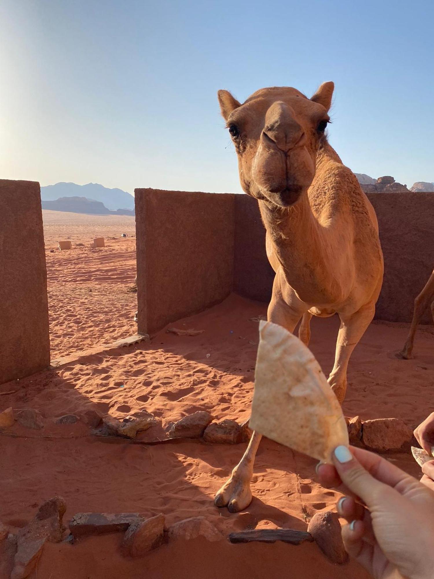 Omar Ghazi Camp Hotel Wadi Rum Exterior photo