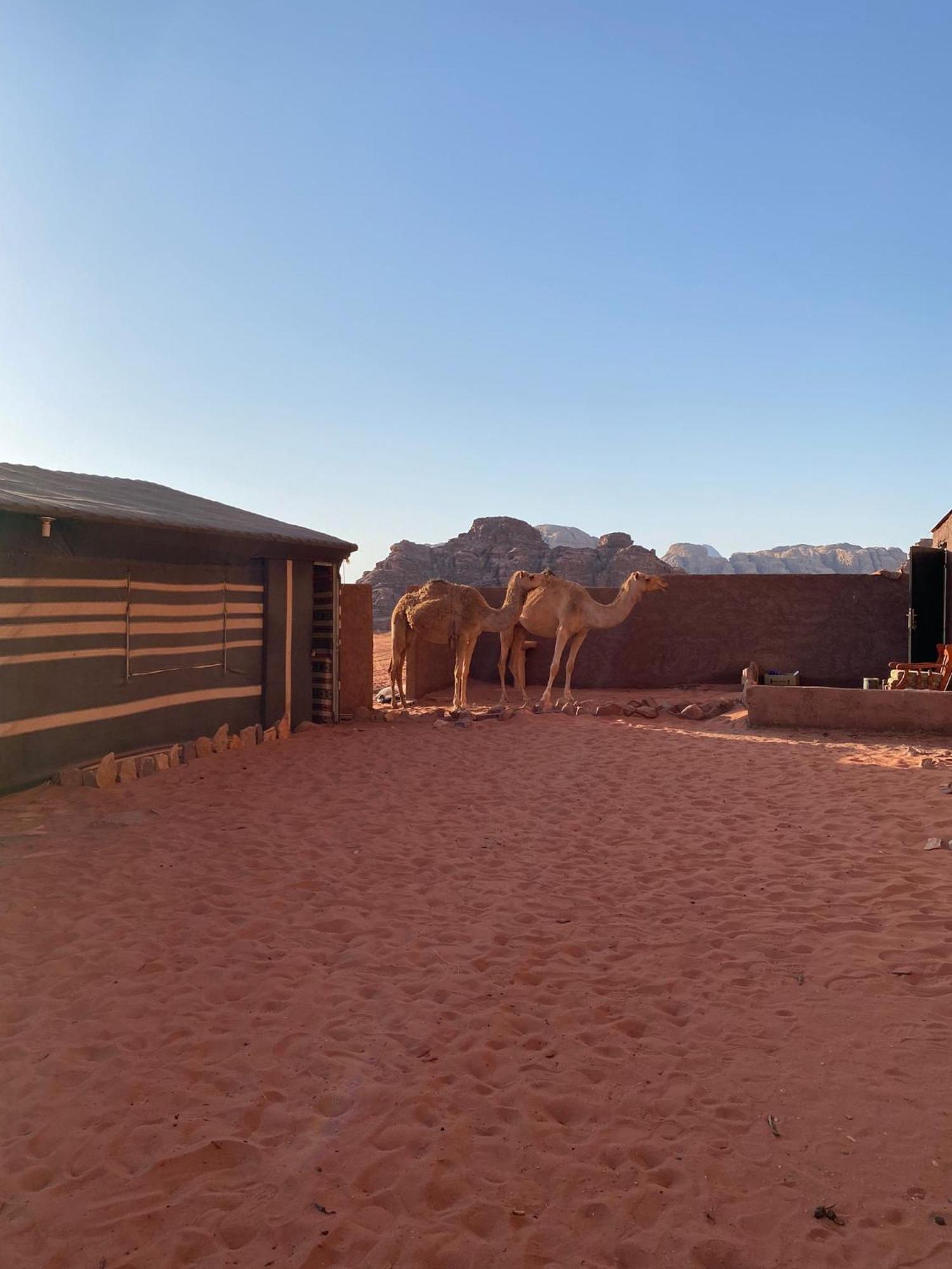 Omar Ghazi Camp Hotel Wadi Rum Exterior photo